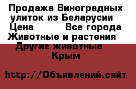 Продажа Виноградных улиток из Беларусии › Цена ­ 250 - Все города Животные и растения » Другие животные   . Крым